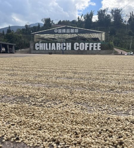 Drying the beans
